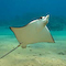 Eagle Ray